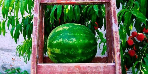 Jak a kdy zasadit melouny do otevřené půdy se semeny